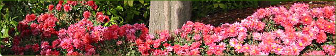 main graphic -- pretty image